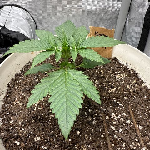 Banana Purple Punch Auto growlog timeline photo
