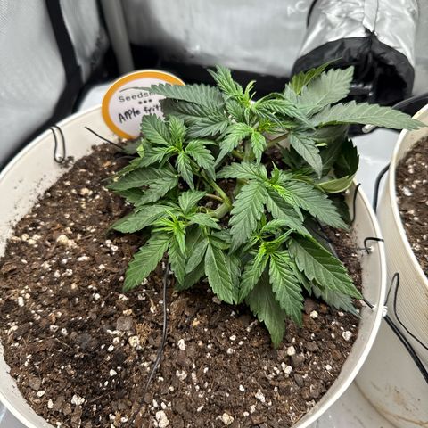apple fritter auto growlog timeline photo