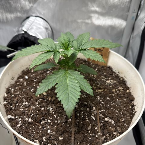 Banana Purple Punch Auto growlog timeline photo