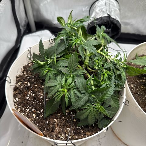 apple fritter auto growlog timeline photo