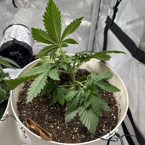 Banana Purple Punch Auto growlog timeline photo
