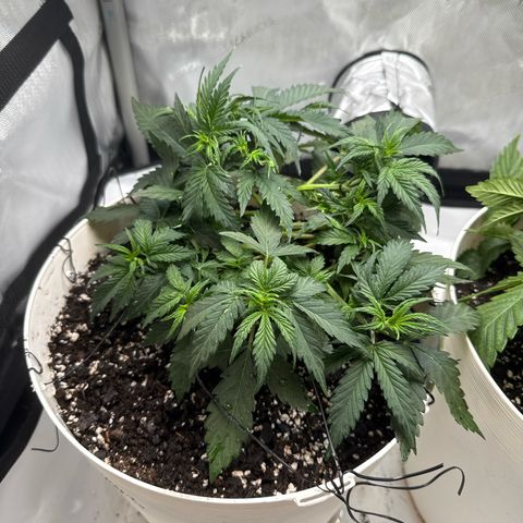 apple fritter auto growlog timeline photo
