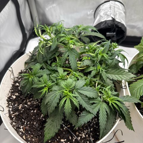 apple fritter auto growlog photo: light defoliation 
