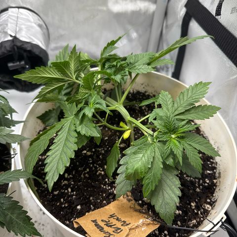 Banana Purple Punch Auto growlog timeline photo
