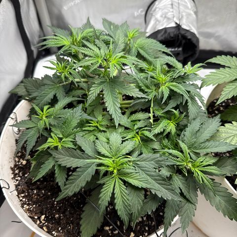 apple fritter auto growlog timeline photo