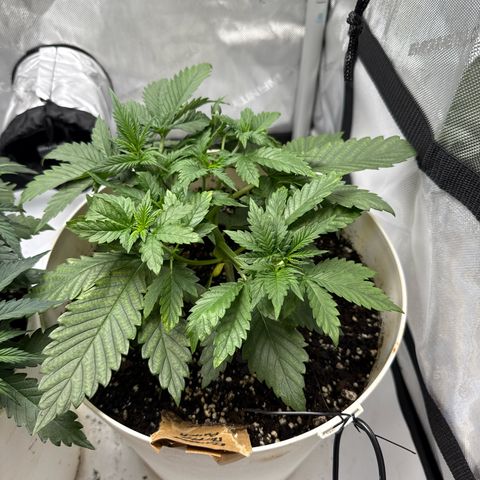 Banana Purple Punch Auto growlog timeline photo