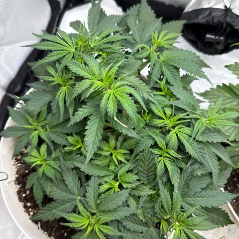 apple fritter auto growlog timeline photo