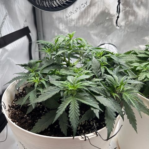 apple fritter auto growlog timeline photo