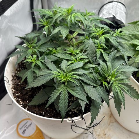 apple fritter auto growlog timeline photo