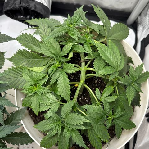 Banana Purple Punch Auto growlog timeline photo