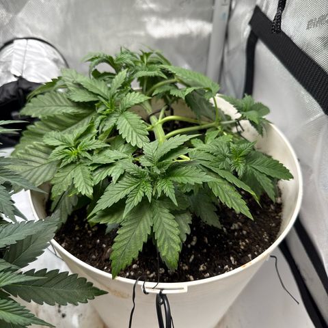 Banana Purple Punch Auto growlog timeline photo