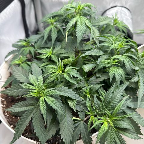 apple fritter auto growlog timeline photo