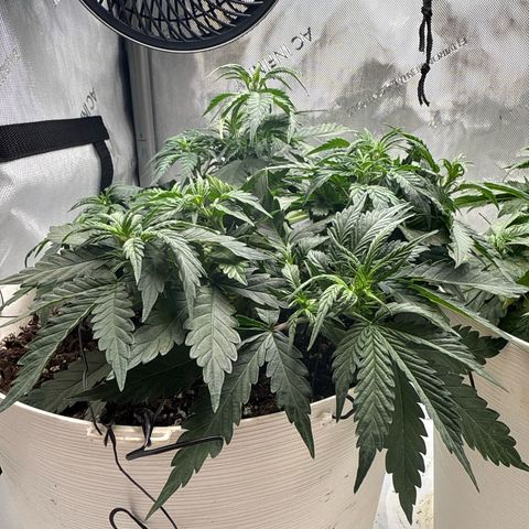 apple fritter auto growlog timeline photo