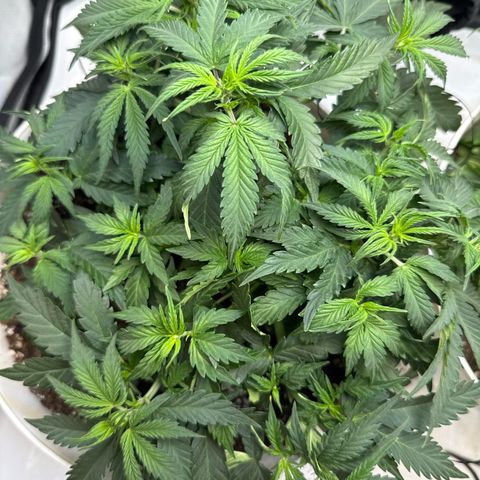 apple fritter auto growlog timeline photo