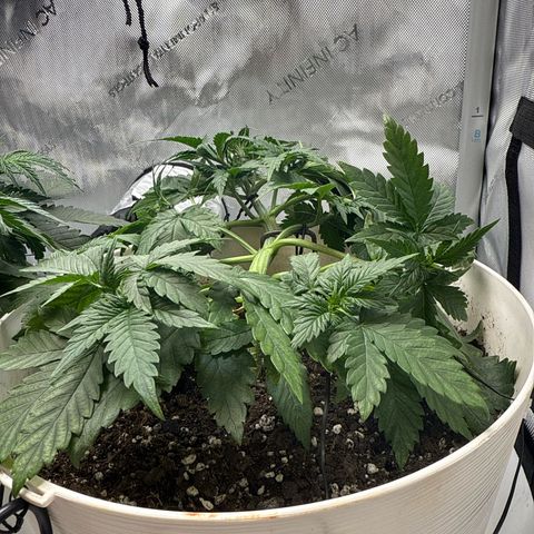 Banana Purple Punch Auto growlog timeline photo