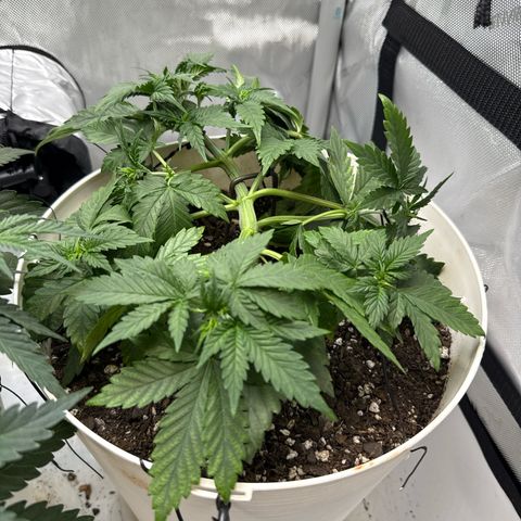Banana Purple Punch Auto growlog timeline photo