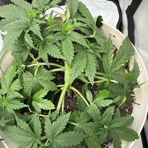 Banana Purple Punch Auto growlog timeline photo