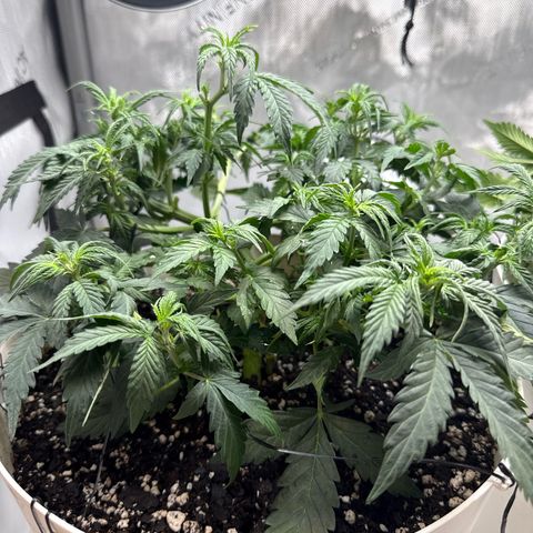 apple fritter auto growlog timeline photo
