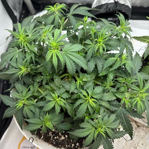 apple fritter auto growlog timeline photo