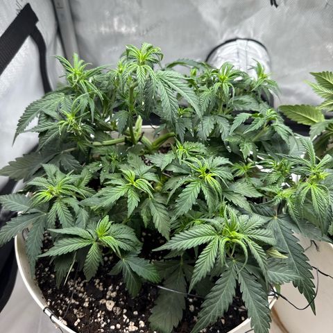 apple fritter auto growlog timeline photo
