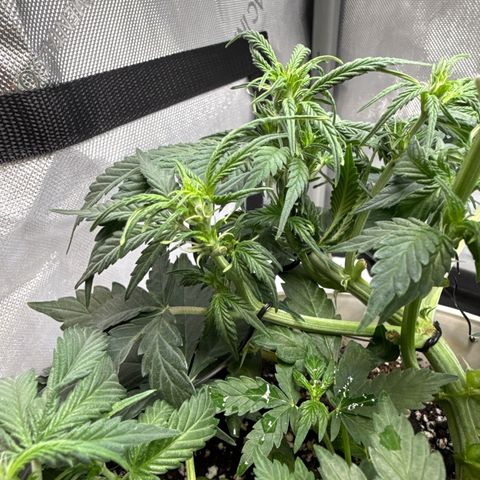 apple fritter auto growlog timeline photo