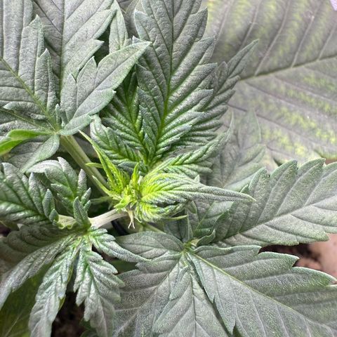 Banana Purple Punch Auto growlog timeline photo