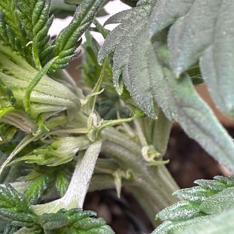 Banana Purple Punch Auto growlog timeline photo