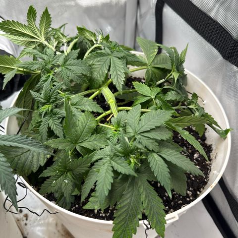 Banana Purple Punch Auto growlog timeline photo
