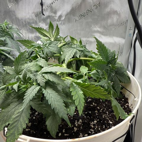 Banana Purple Punch Auto growlog timeline photo
