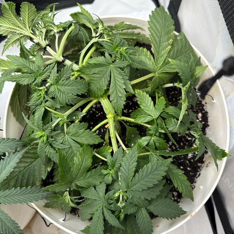 Banana Purple Punch Auto growlog timeline photo
