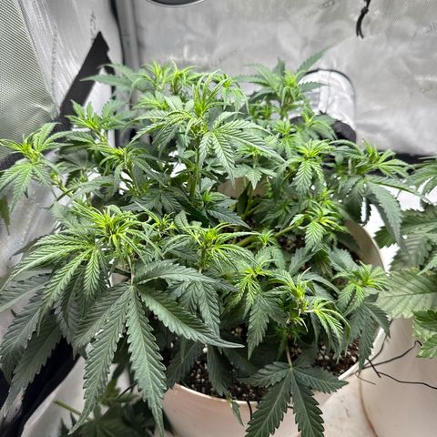 apple fritter auto growlog timeline photo