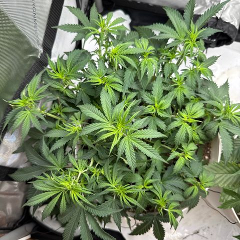 apple fritter auto growlog timeline photo