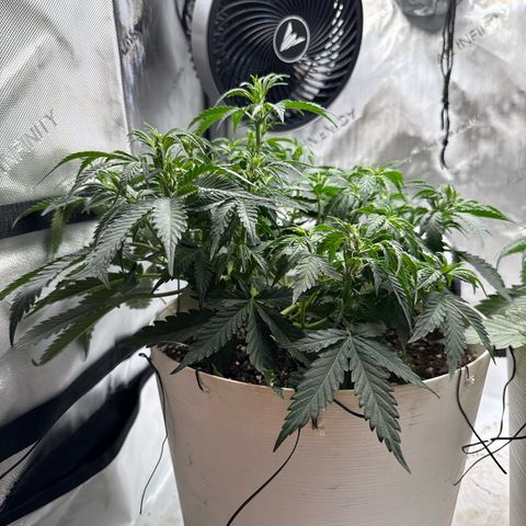 apple fritter auto growlog timeline photo