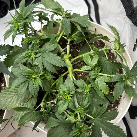 Banana Purple Punch Auto growlog timeline photo