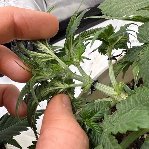 Banana Purple Punch Auto growlog timeline photo