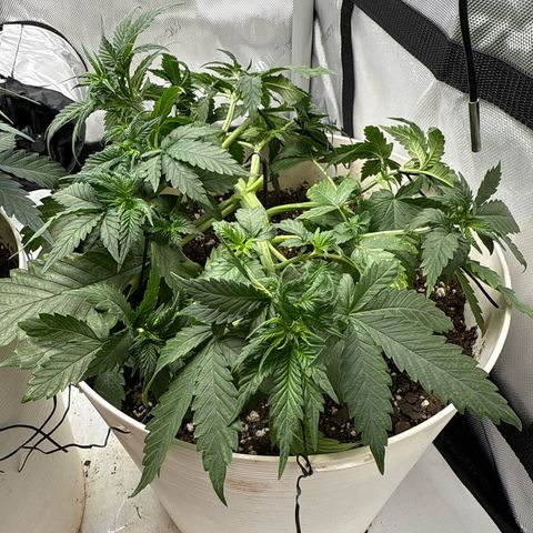 Banana Purple Punch Auto growlog timeline photo