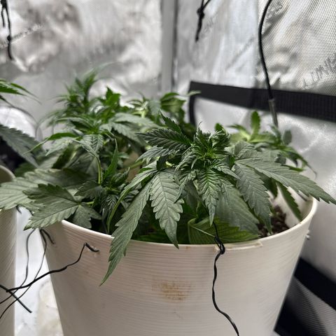 Banana Purple Punch Auto growlog timeline photo