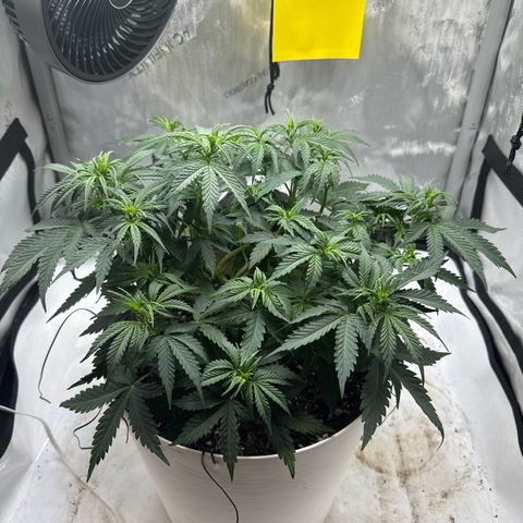 apple fritter auto growlog timeline photo
