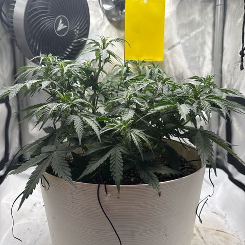 apple fritter auto growlog timeline photo