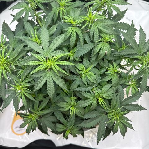 apple fritter auto growlog timeline photo