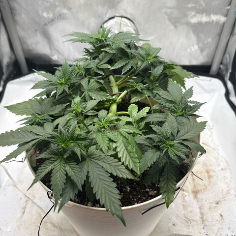 Banana Purple Punch Auto growlog timeline photo