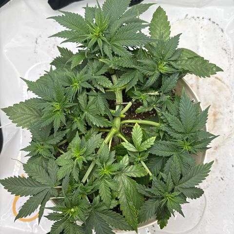 Banana Purple Punch Auto growlog timeline photo