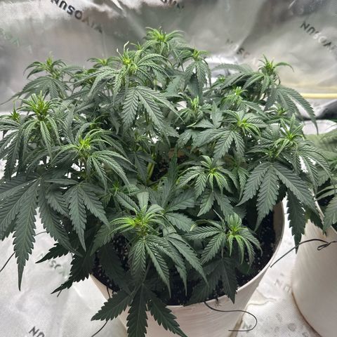 apple fritter auto growlog timeline photo