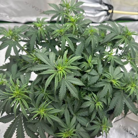 apple fritter auto growlog timeline photo