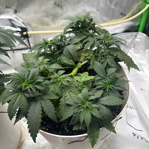Banana Purple Punch Auto growlog timeline photo