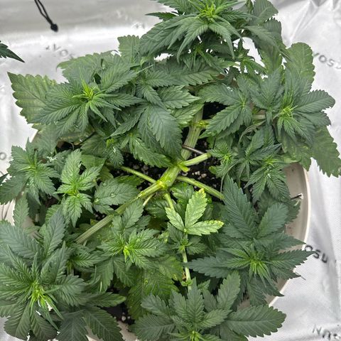 Banana Purple Punch Auto growlog timeline photo