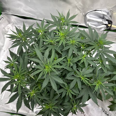 apple fritter auto growlog timeline photo