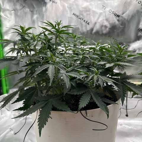 apple fritter auto growlog timeline photo