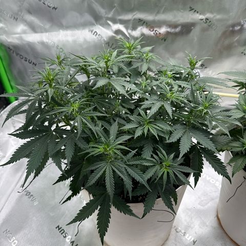 apple fritter auto growlog timeline photo