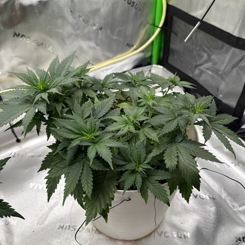 Banana Purple Punch Auto growlog timeline photo